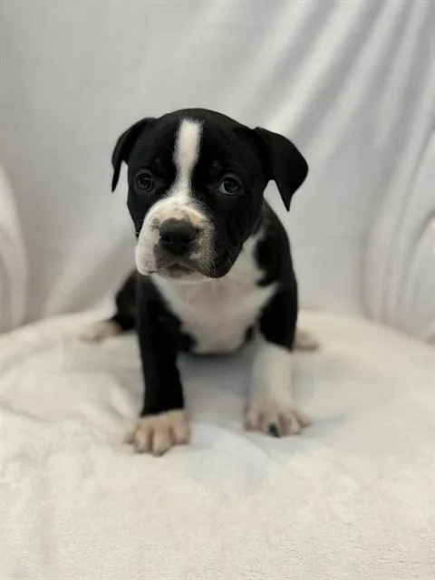 A baby large-sized female Pit Bull Terrier dog named Taffy for adoption in Forney, TX