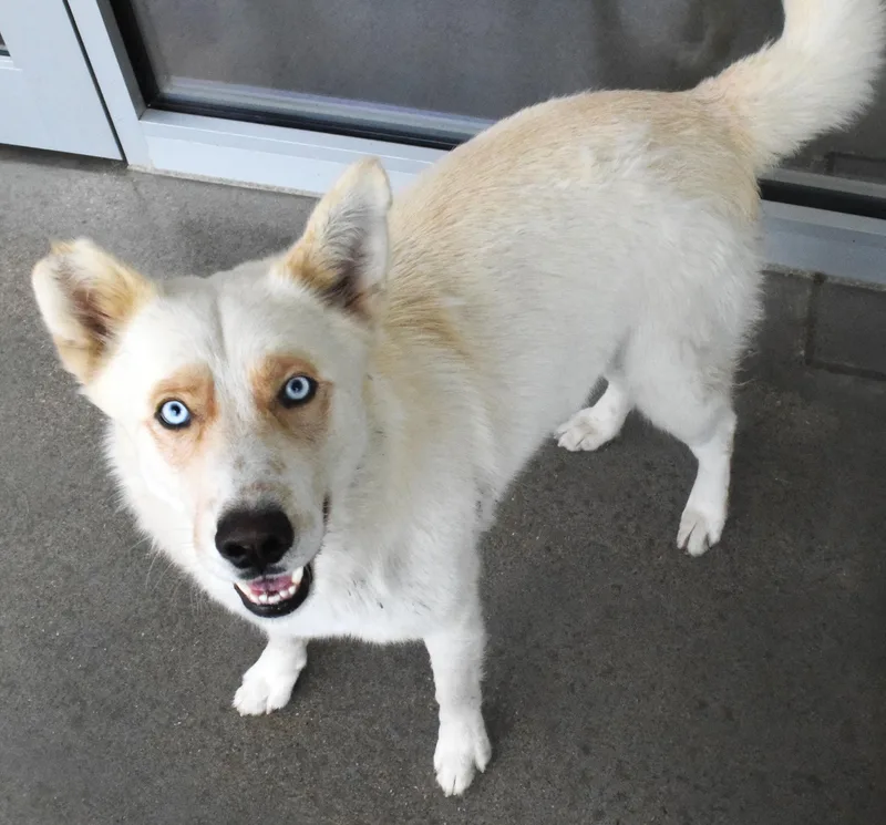 An adult large-sized male Yellow / Tan / Blond / Fawn Husky dog named #21470 for adoption in Broken Arrow, OK