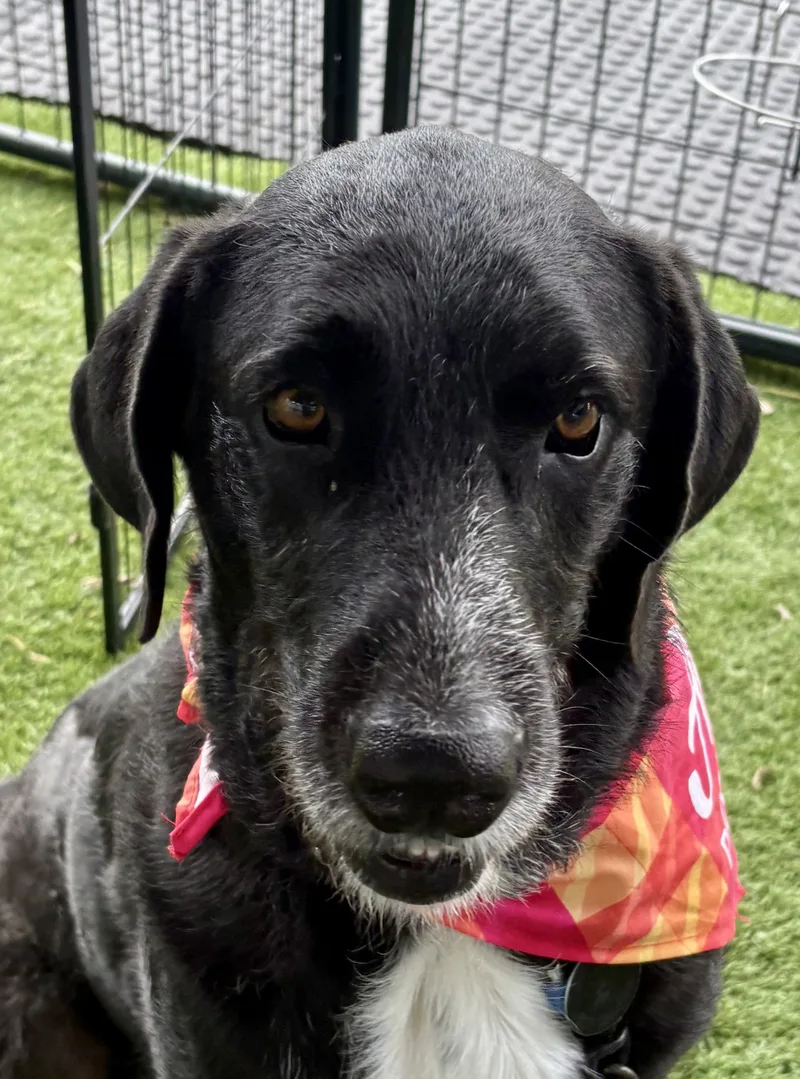 An adult large-sized male Black Irish Wolfhound dog named Crush for adoption in Argyle, TX