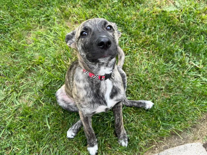 A baby medium-sized female Dutch Shepherd dog named Maple for adoption in Fort Thomas, KY