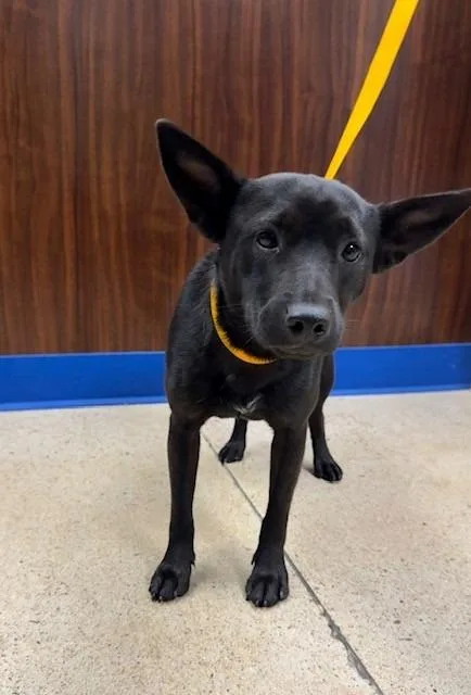 A young small-sized female Chihuahua dog named Cherry for adoption in Missouri City, TX