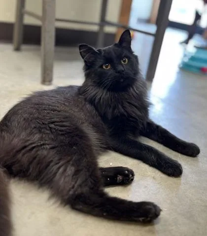 An adult small-sized male Domestic Long Hair cat named Phyllip for adoption in Humboldt, IA