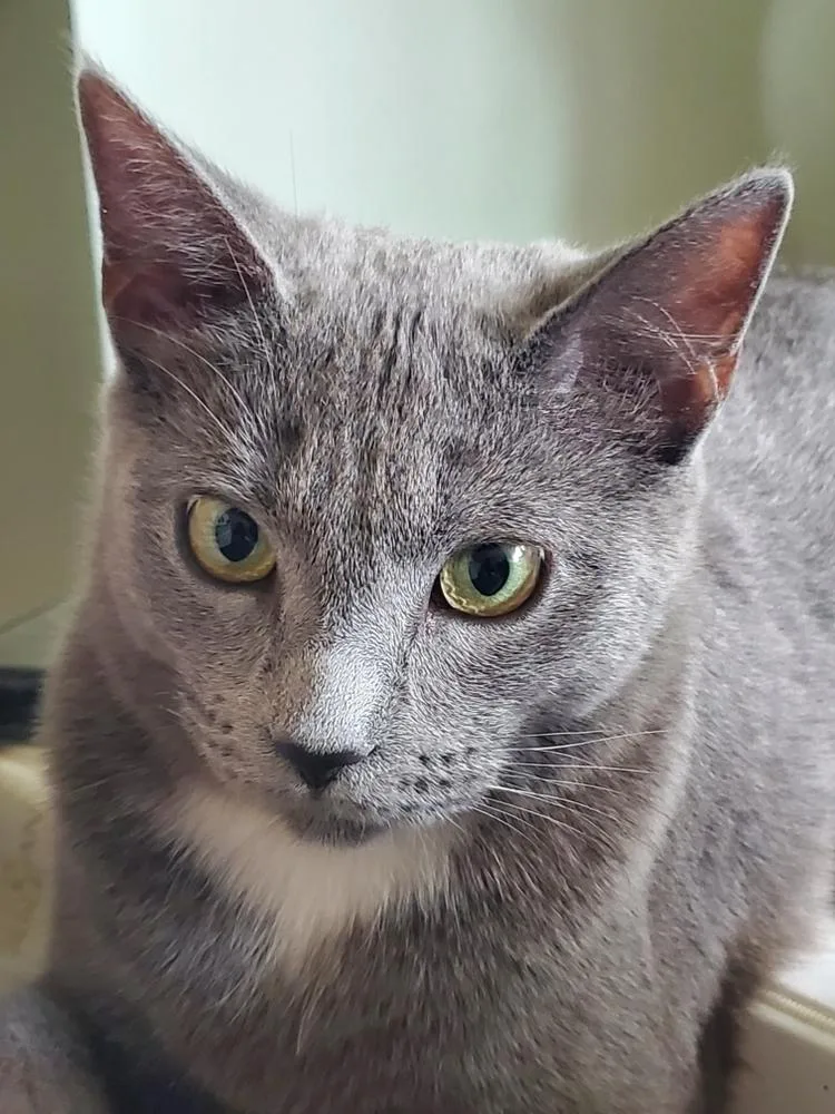An adult medium-sized female Gray / Blue / Silver Russian Blue cat named Pepper for adoption in Pittstown, NJ
