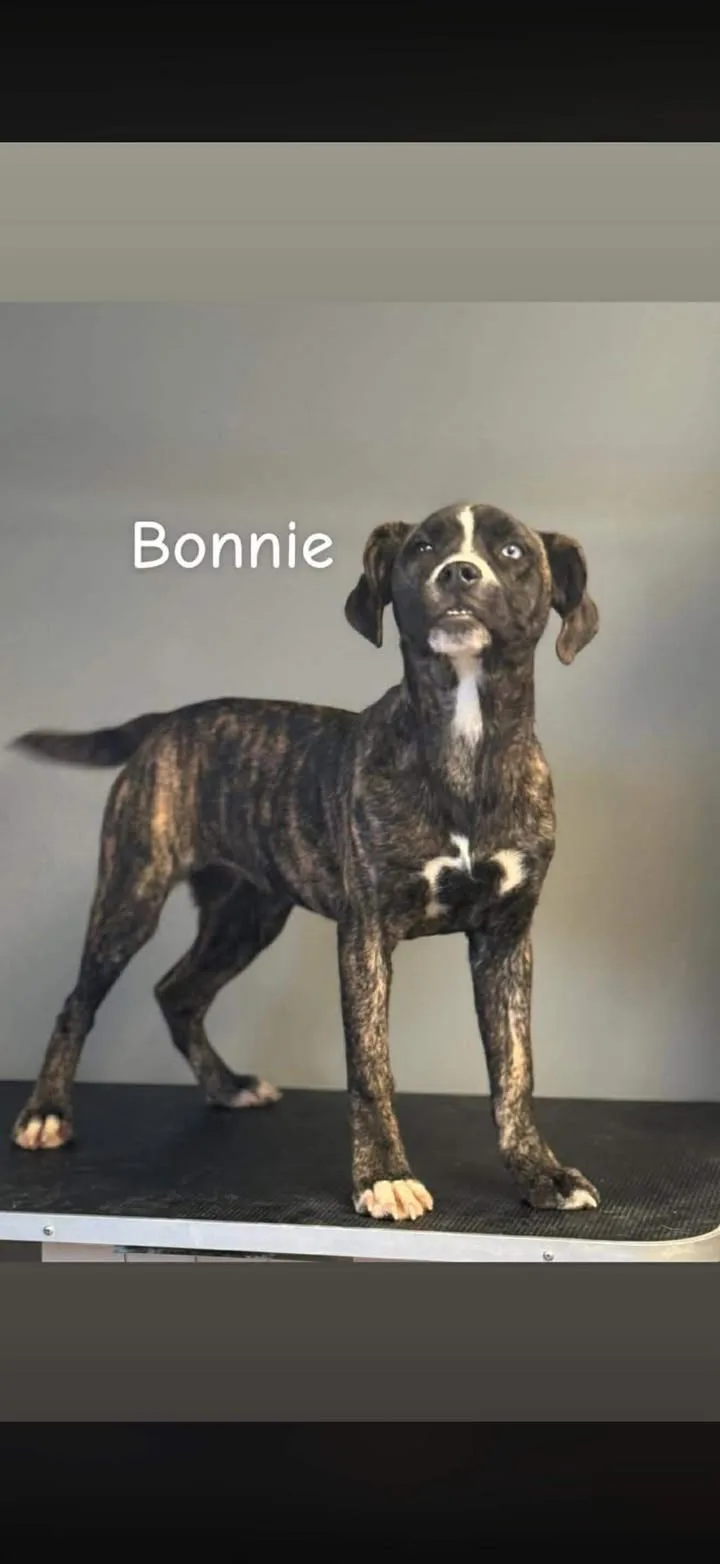 Bonnie