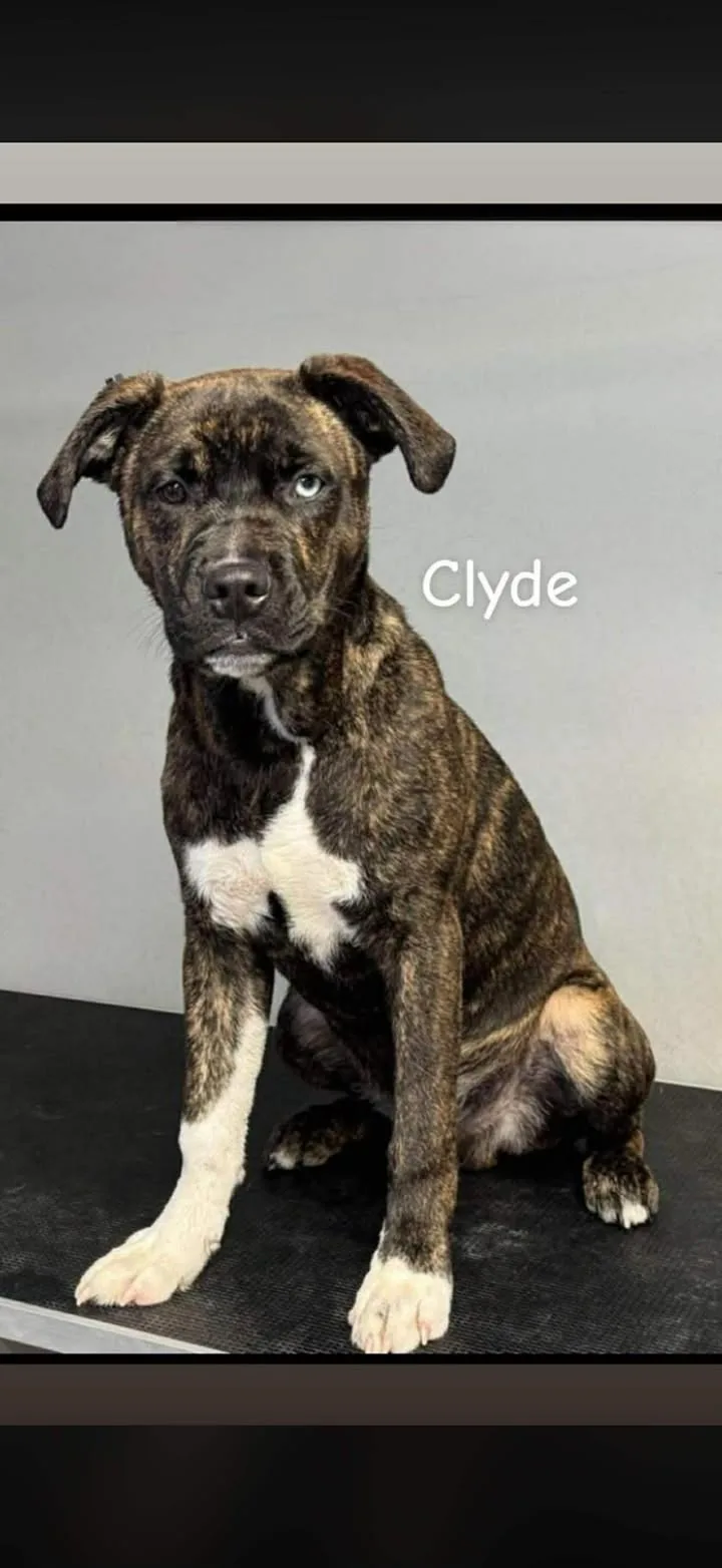 Clyde