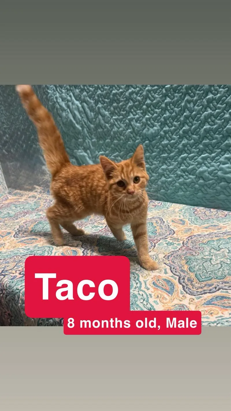 Taco