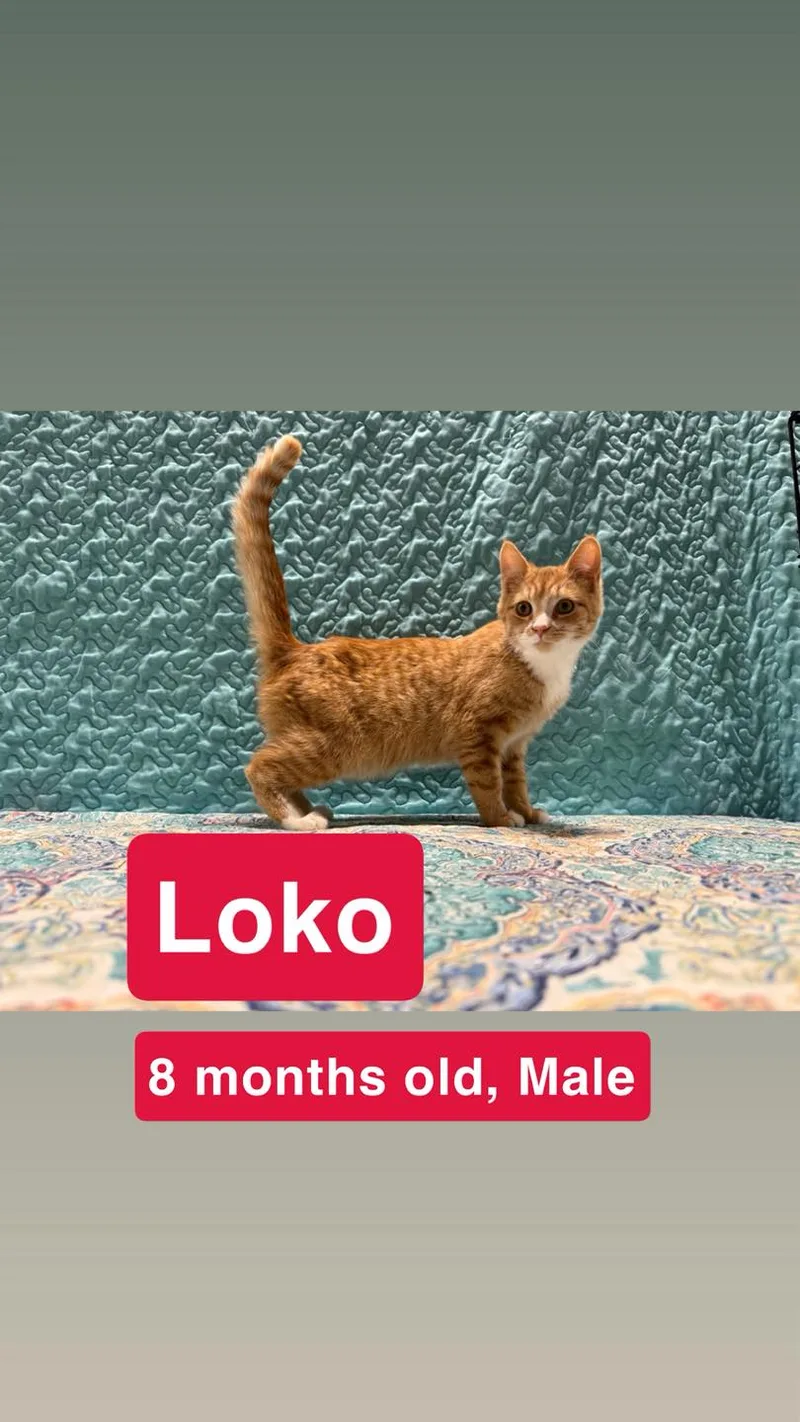 Loko