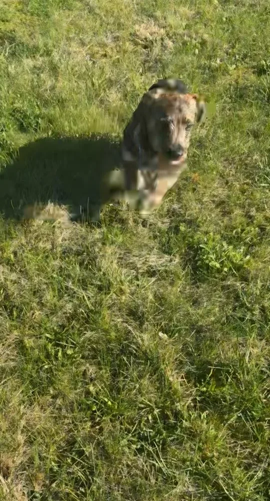 Wednesday Surprise : Goofy thumbnail 3