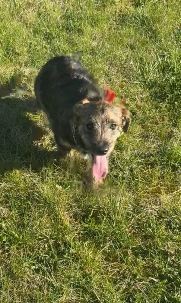 Wednesday Surprise : Goofy thumbnail 4