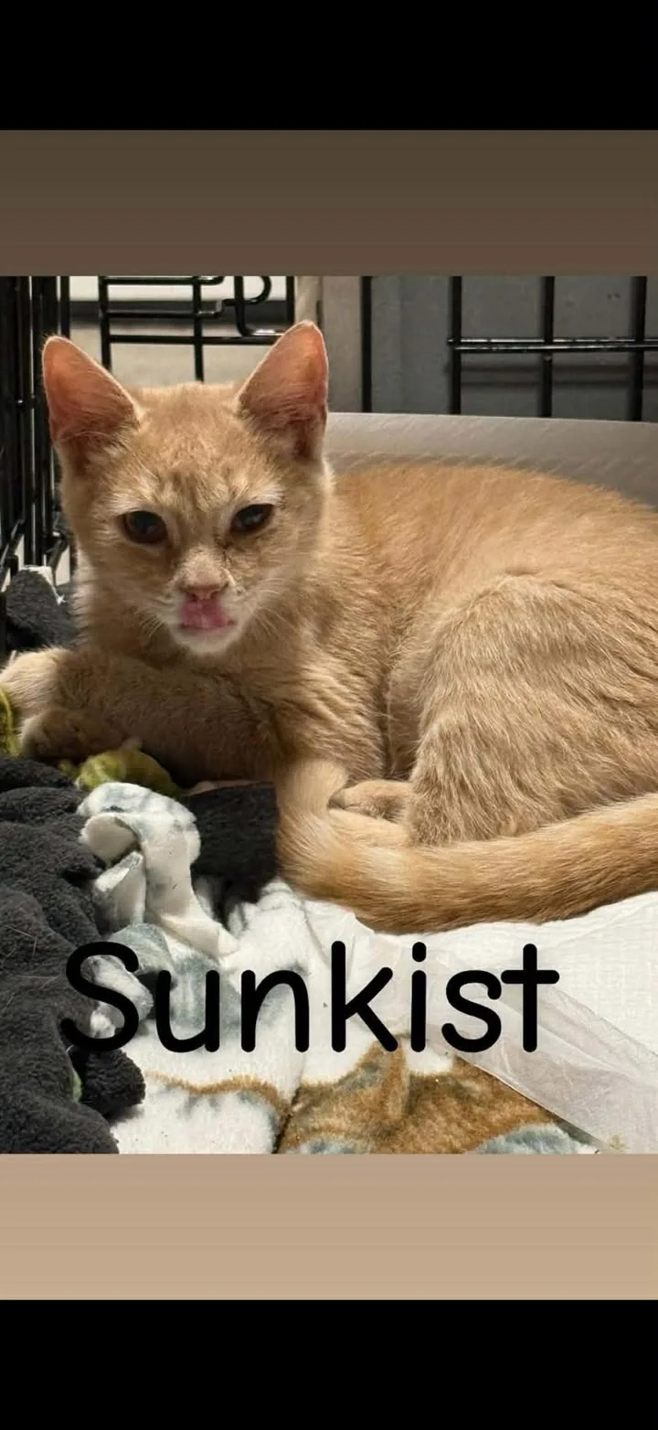 Sunkist