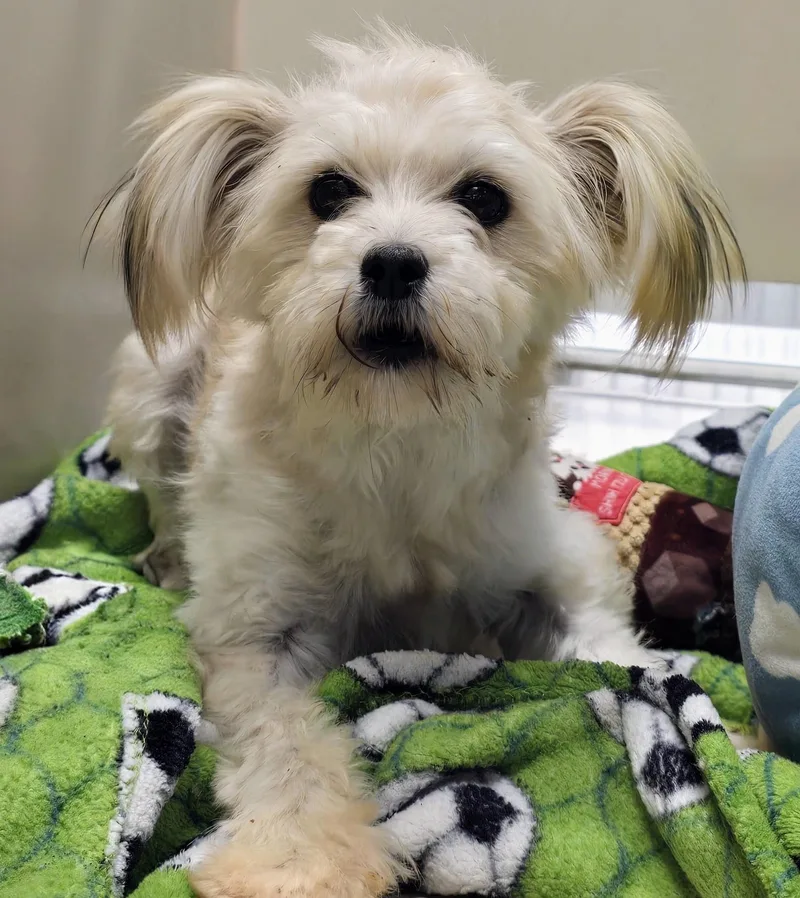 An adult small-sized female Maltese dog named 26-413 for adoption in Amityville, NY