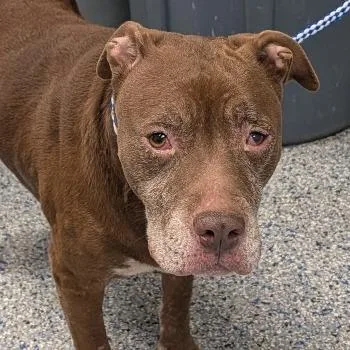 An adult large-sized female Mixed Breed dog named Fat Mama for adoption in Greenville, SC