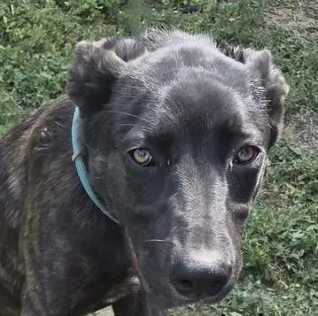A young medium-sized female Belgian Shepherd / Malinois dog named Lulu for adoption in Bakersfield, CA