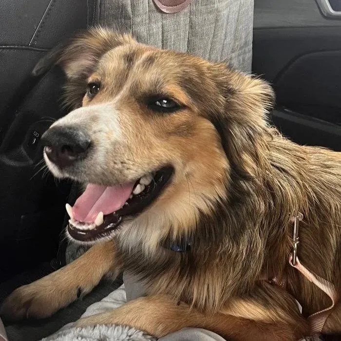 A young large-sized female Shetland Sheepdog / Sheltie dog named Maddie for adoption in Dublin, OH