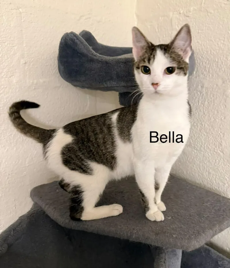 A young small-sized female Domestic Short Hair cat named Bella for adoption in Plattsburgh, NY