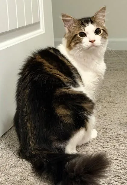 Cherokee  `a Priority thumbnail 2