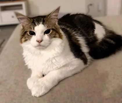 Cherokee  `a Priority thumbnail 3