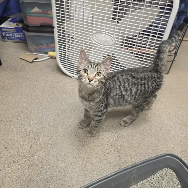 A baby large-sized male Domestic Short Hair cat named Max for adoption in Minden, NE