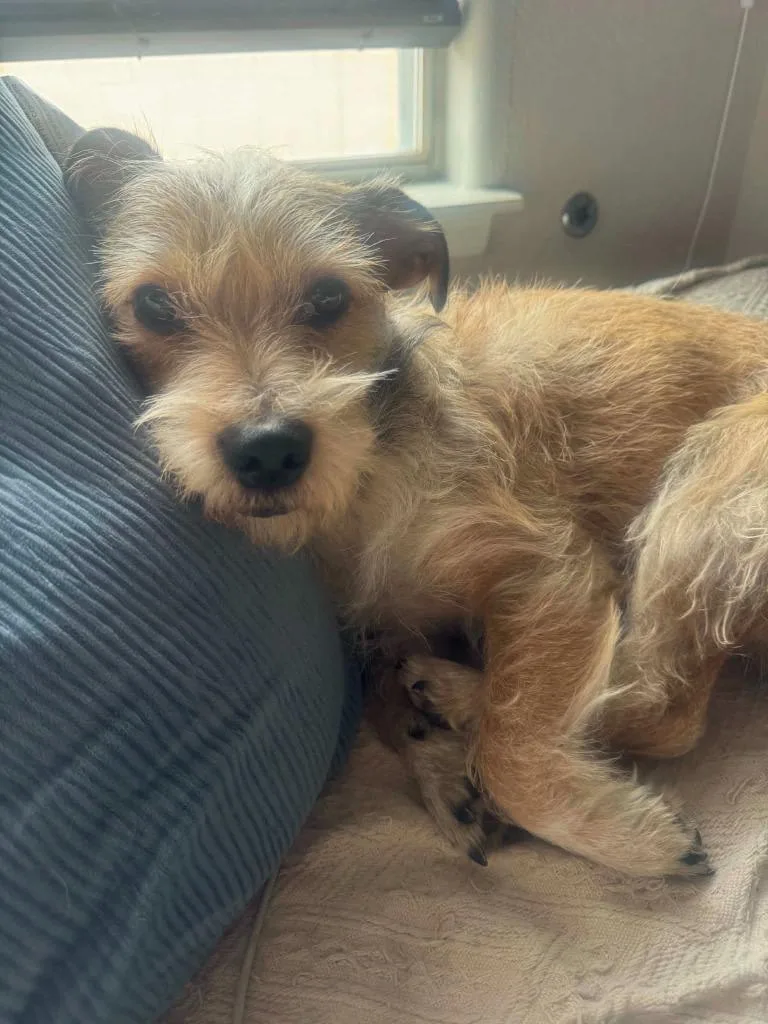 A young medium-sized male Mixed Breed dog named Brownie for adoption in Mesa, AZ