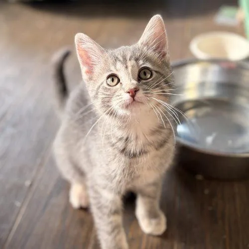A baby small-sized male Tabby (Gray / Blue / Silver) Domestic Short Hair cat named Twist for adoption in Tipp City, OH