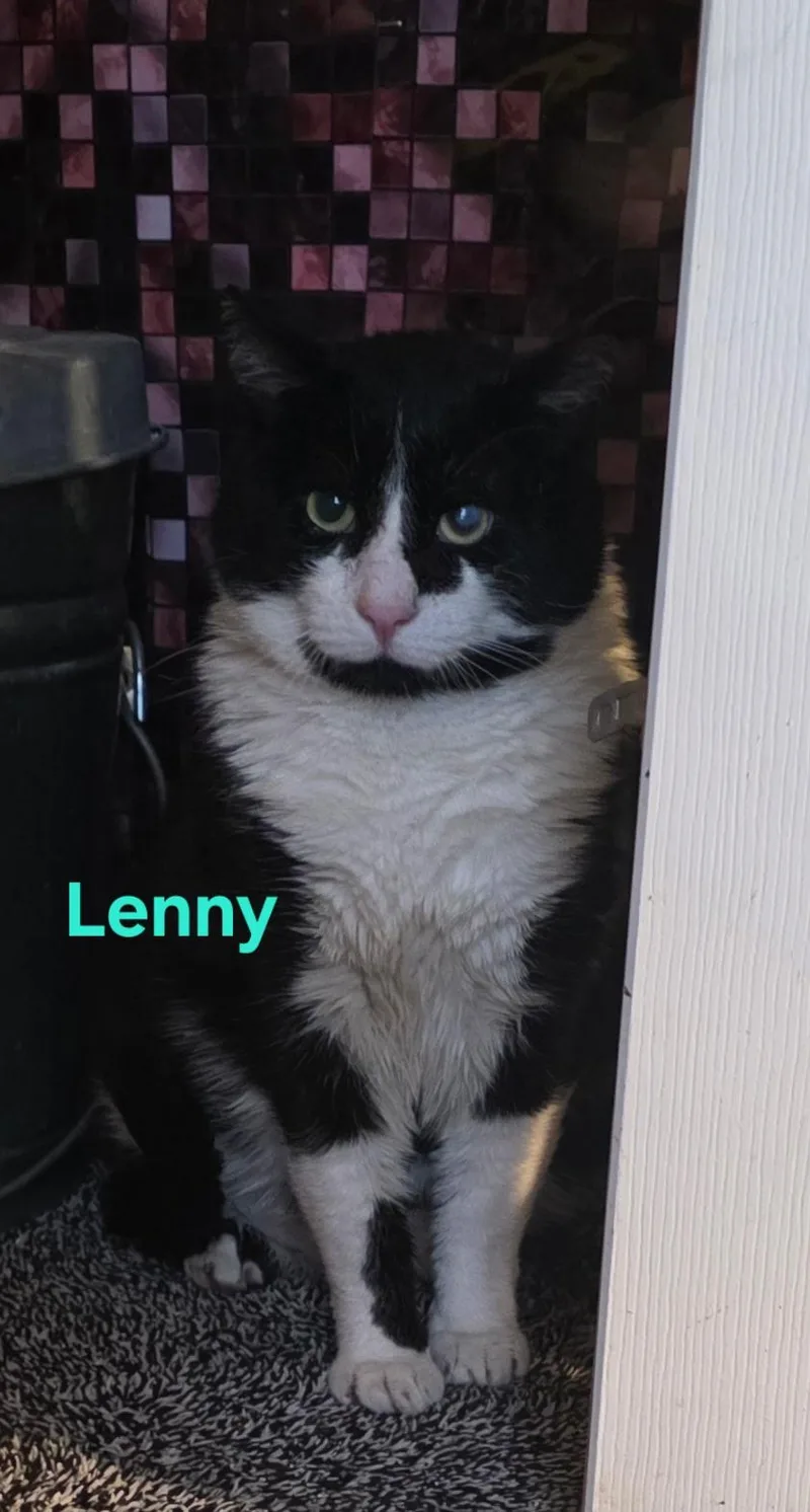 An adult large-sized female Tabby (Buff / Tan / Fawn) Domestic Short Hair cat named Goldie for adoption in Jamesville, NY
