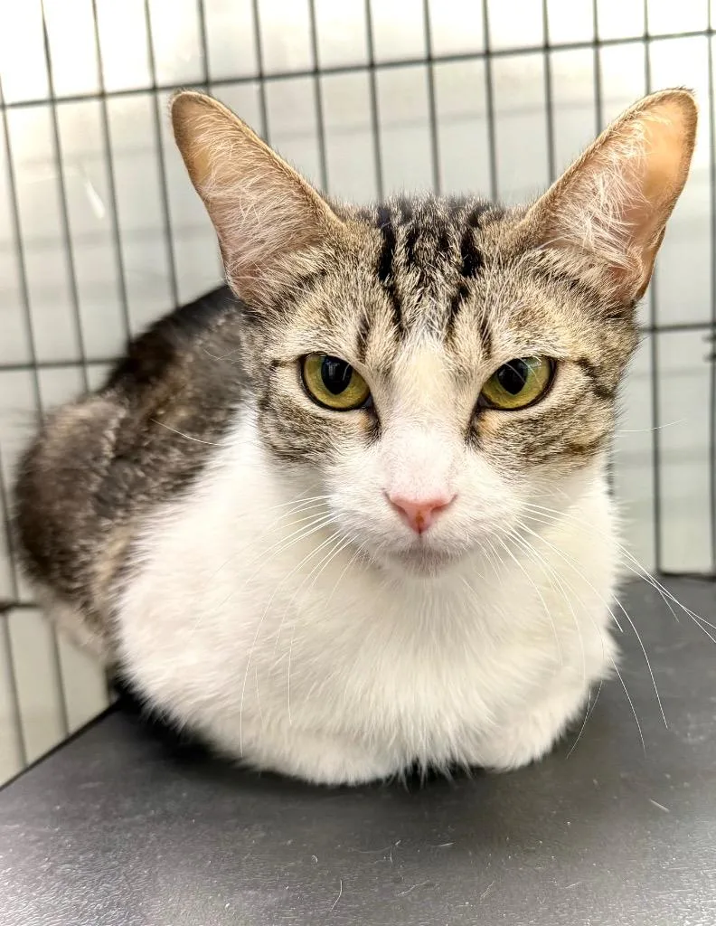 An adult small-sized female Domestic Short Hair cat named Melon for adoption in Thousand Oaks, CA