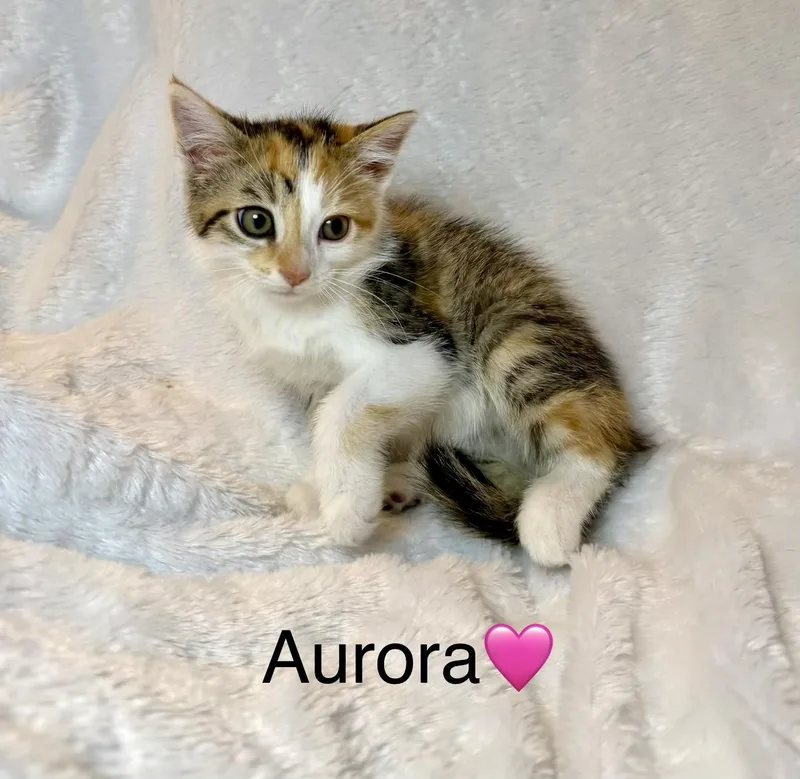 Aurora