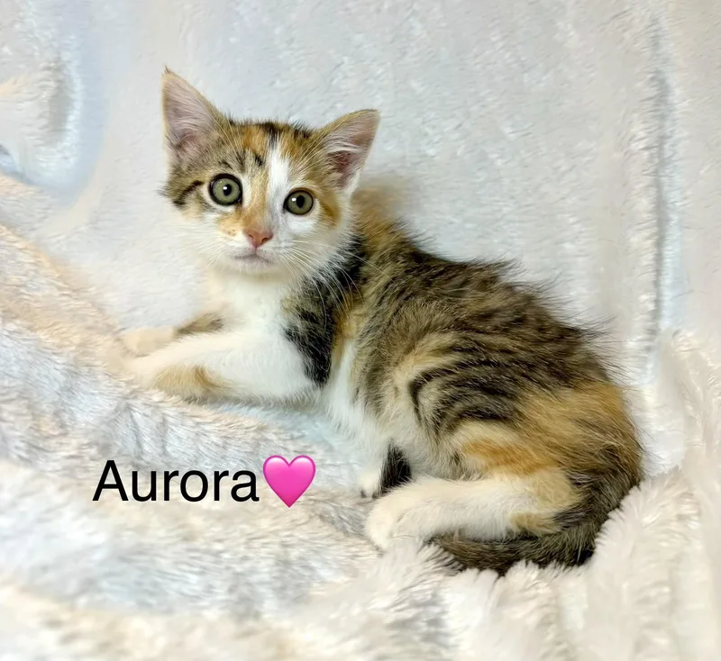 Aurora thumbnail 2