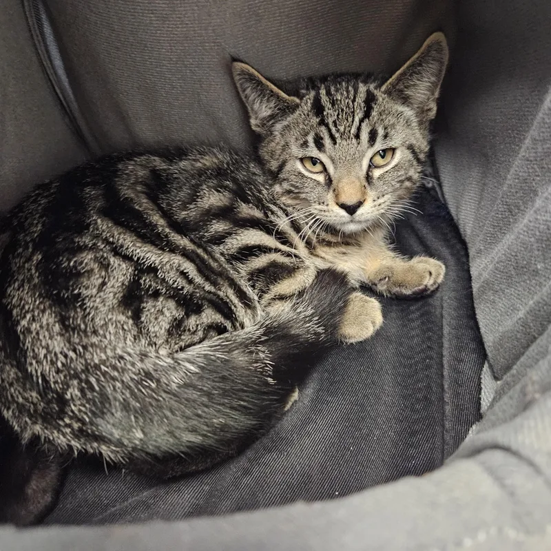 A baby medium-sized male Domestic Short Hair cat named George & Roger for adoption in Medfield, MA
