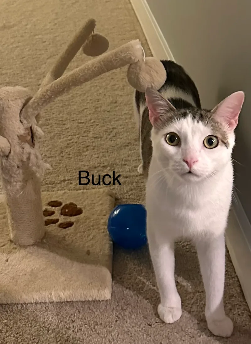 A young small-sized male White and gray Domestic Short Hair cat named Starbuck for adoption in Ladysmith, VA