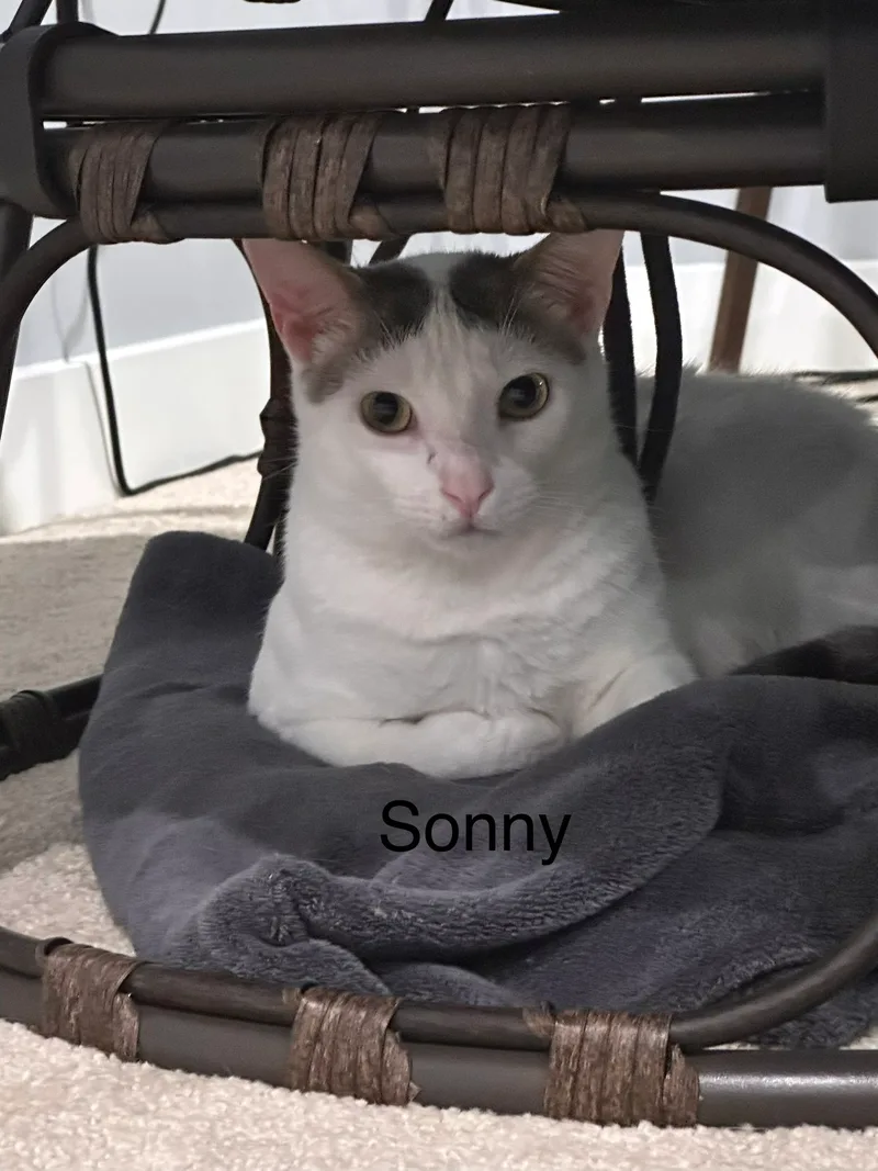 A young small-sized male White and Gray Domestic Short Hair cat named Sonny for adoption in Ladysmith, VA