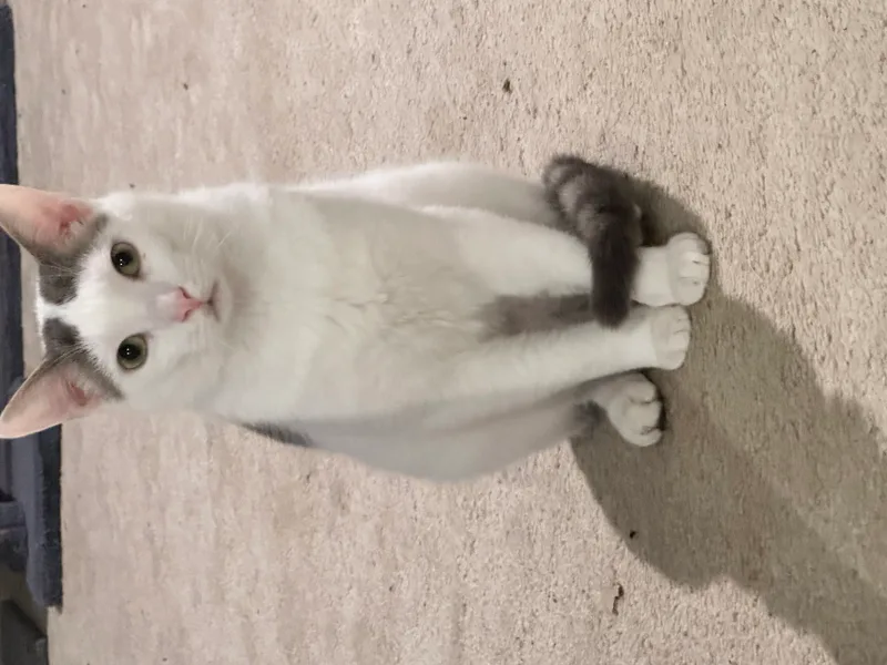A young small-sized male White and Gray Domestic Short Hair cat named Sonny for adoption in Ladysmith, Virginia