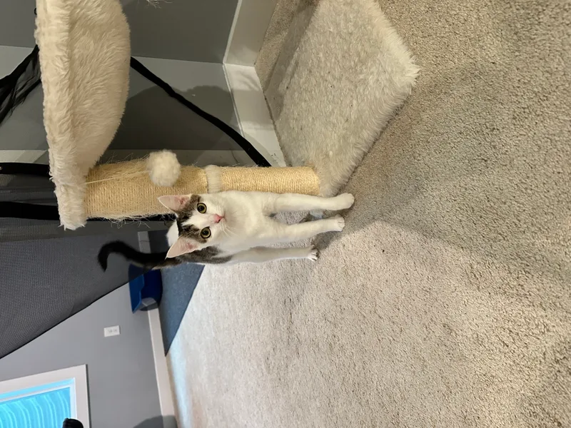 A young small-sized female White with Tabby Forehead Domestic Short Hair cat named Jojo for adoption in Ladysmith, Virginia