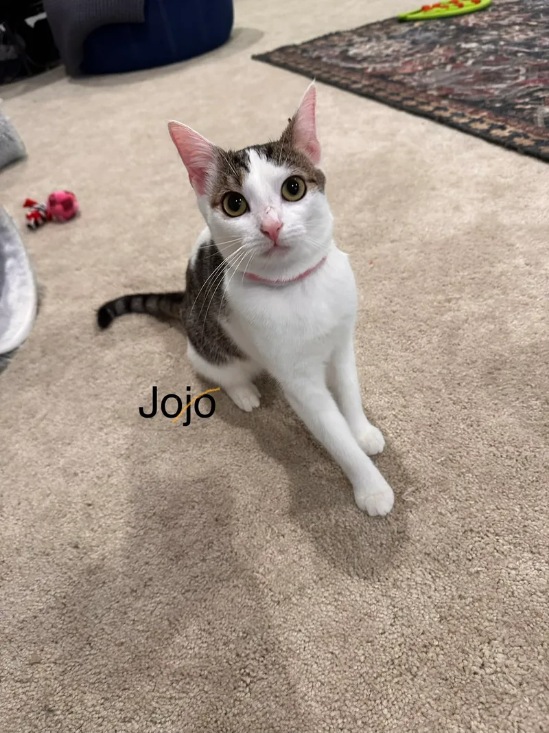 A young small-sized male White with Tabby Forehead Domestic Short Hair cat named Jojo for adoption in Ladysmith, VA