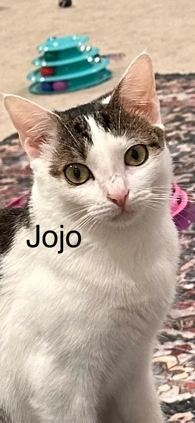 Jojo thumbnail 3