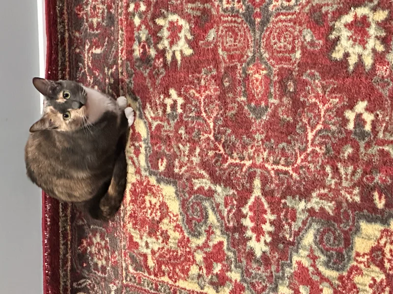 A young small-sized female Dilute with dark Torti colors Domestic Short Hair cat named Mian for adoption in Ladysmith, Virginia