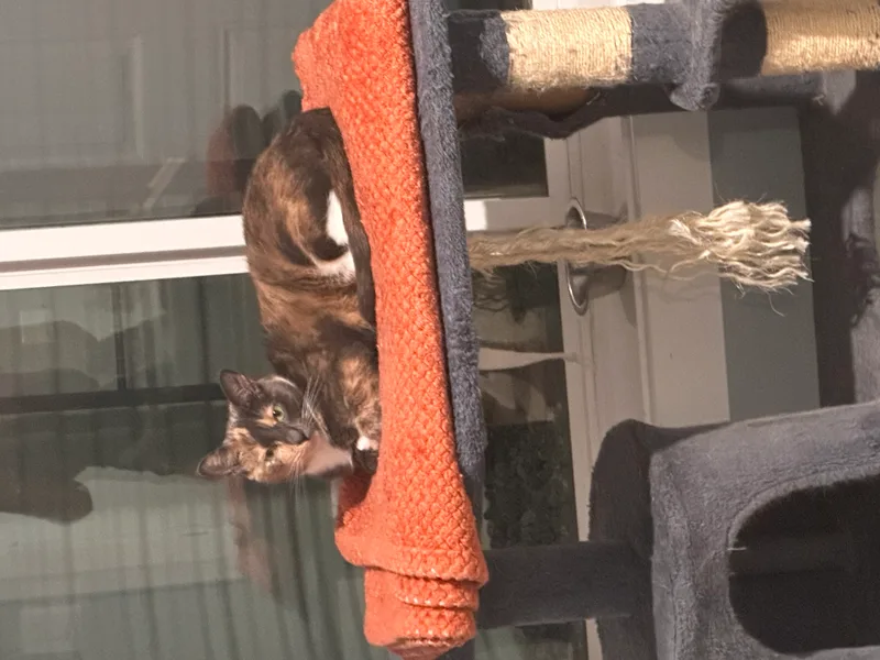 Mimi
