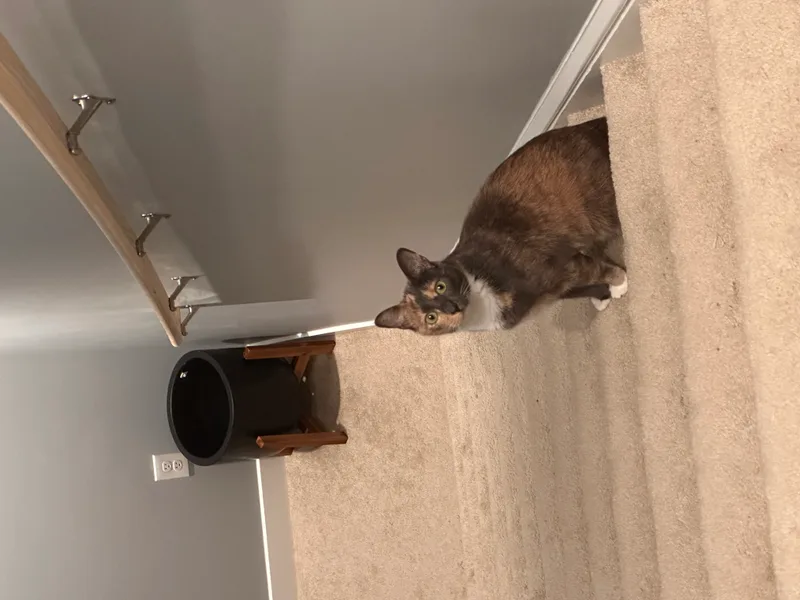 Mimi thumbnail 5