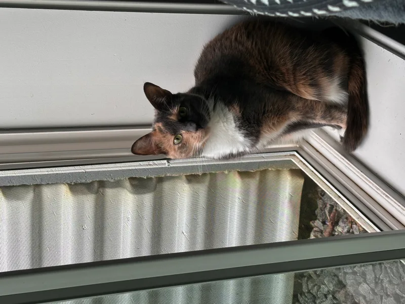 A young small-sized female Dilute with dark Torti colors Domestic Short Hair cat named Mimi for adoption in Ladysmith, VA
