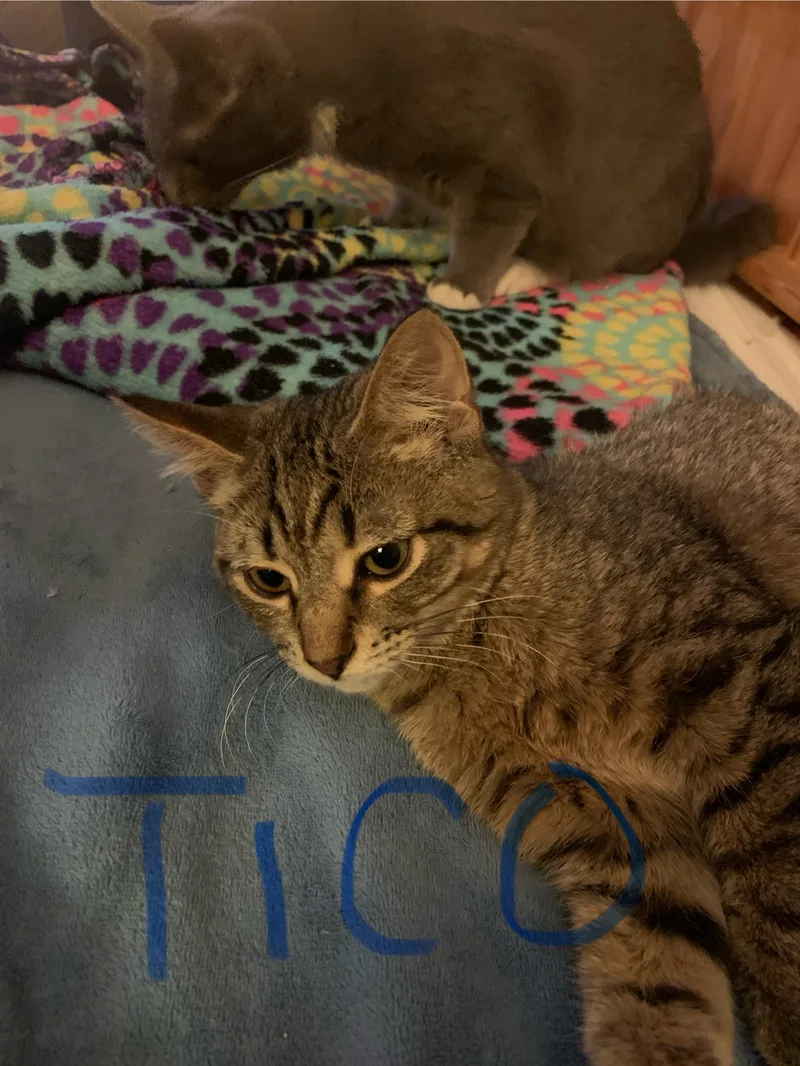 Tico