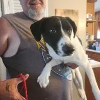 A baby small-sized female Mixed Breed dog named Dahlia for adoption in Monticello, NY