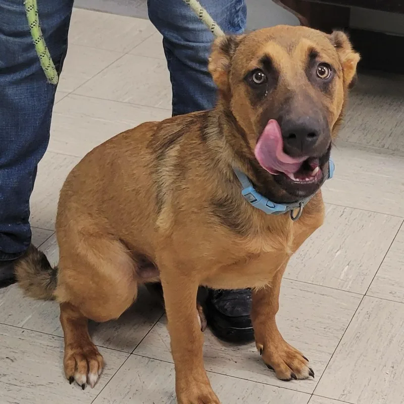 A baby medium-sized male White / Cream German Shepherd Dog dog named Winston for adoption in Lincoln, IL