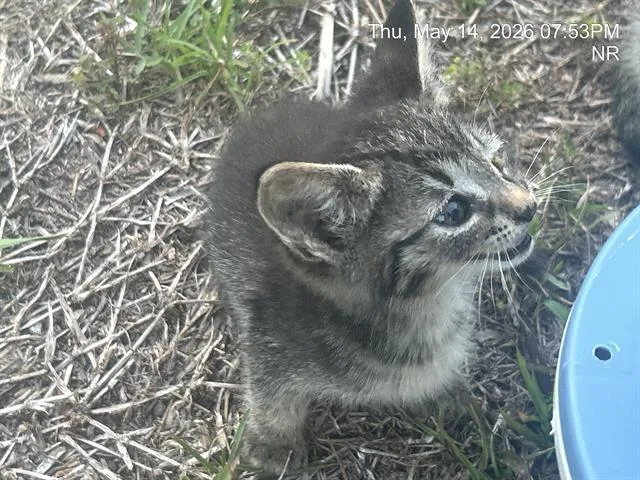 A baby small-sized female Domestic Short Hair cat named Kelly for adoption in Ocala, FL