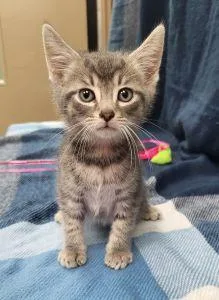 A young medium-sized male Domestic Short Hair cat named Judas for adoption in Bucyrus, OH
