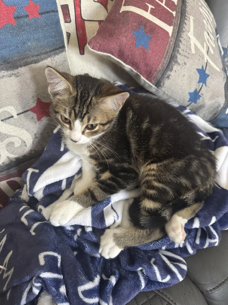 A baby medium-sized male Domestic Short Hair cat named Maple for adoption in Lake Saint Louis, MO