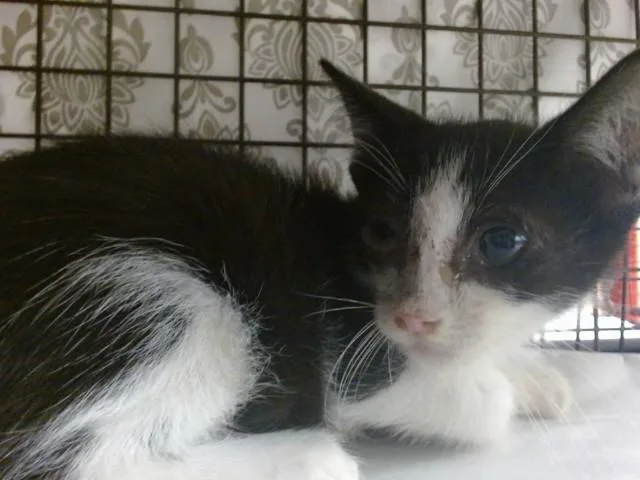 A baby small-sized male Domestic Short Hair cat named John for adoption in Miami, FL