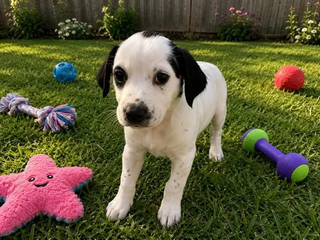 A baby small-sized female Australian Cattle Dog / Blue Heeler dog named Lucerne for adoption in Globe, AZ