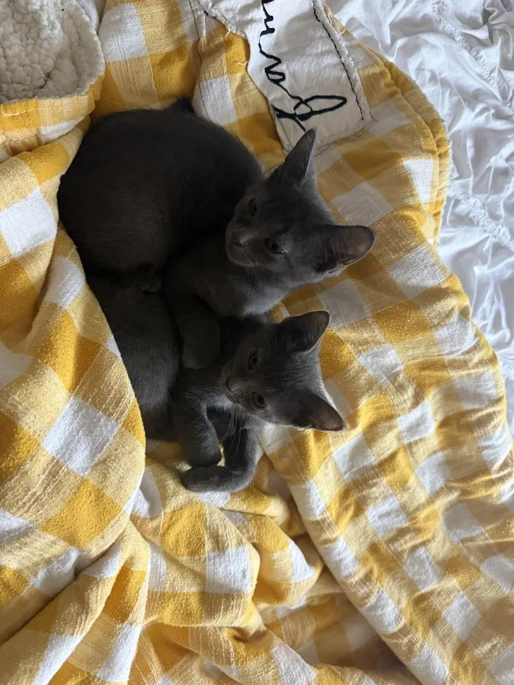A baby small-sized male Gray / Blue / Silver Domestic Short Hair cat named Nelson for adoption in Ferndale, MI