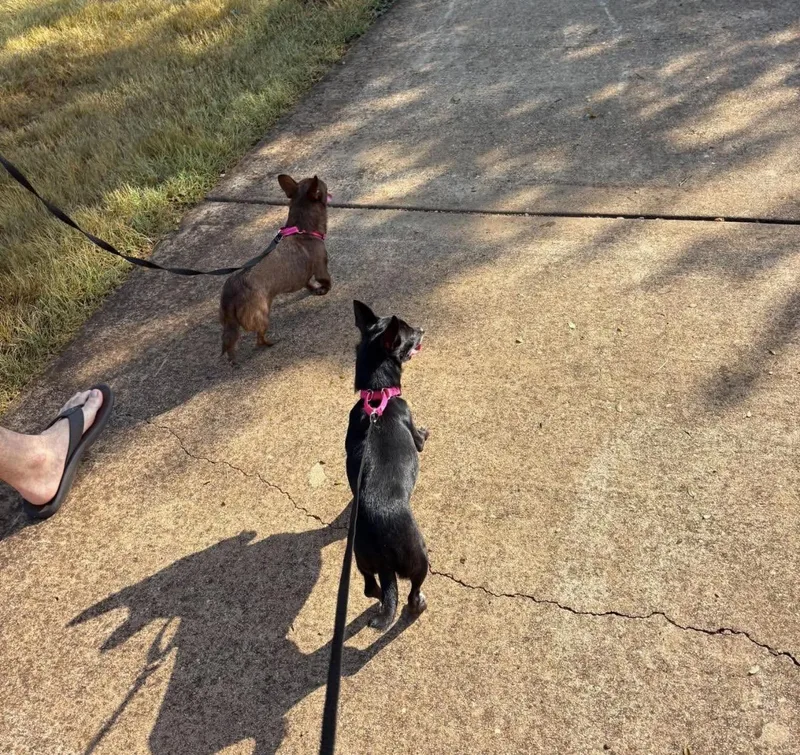 An adult small-sized female Black Chihuahua dog named Suzie Q for adoption in Boston, MA