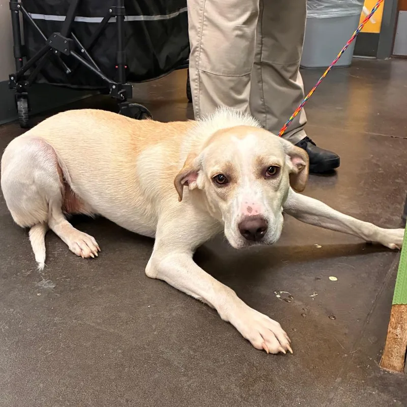 An adult medium-sized female White / Cream Hound dog named Lena for adoption in Norman, OK